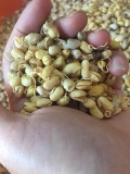 Ngũ cốc mầm cao cấp Plus 3